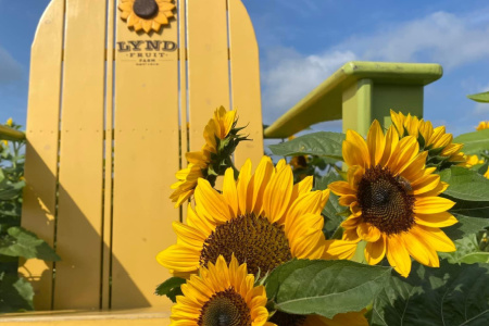 Tentative Sunflower event